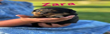 Zara w LONG TAIL 