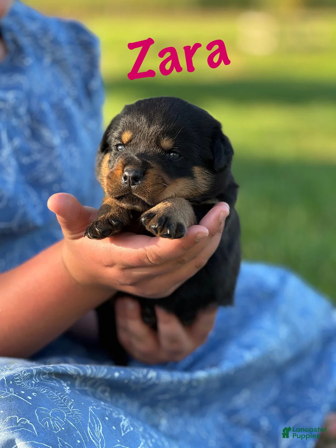 Rottweiler dogs for sale: Zara w LONG TAIL  - Ad 1