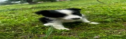 Australian Shepherd dogs for sale: Australian Shepherd Puppy 5 - Ad 14