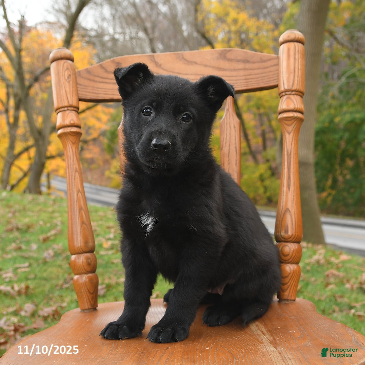 German Shepherd dogs Mia   - Ad 30