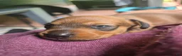 Miniature Dachshund dogs for sale: Bandit - Ad 4