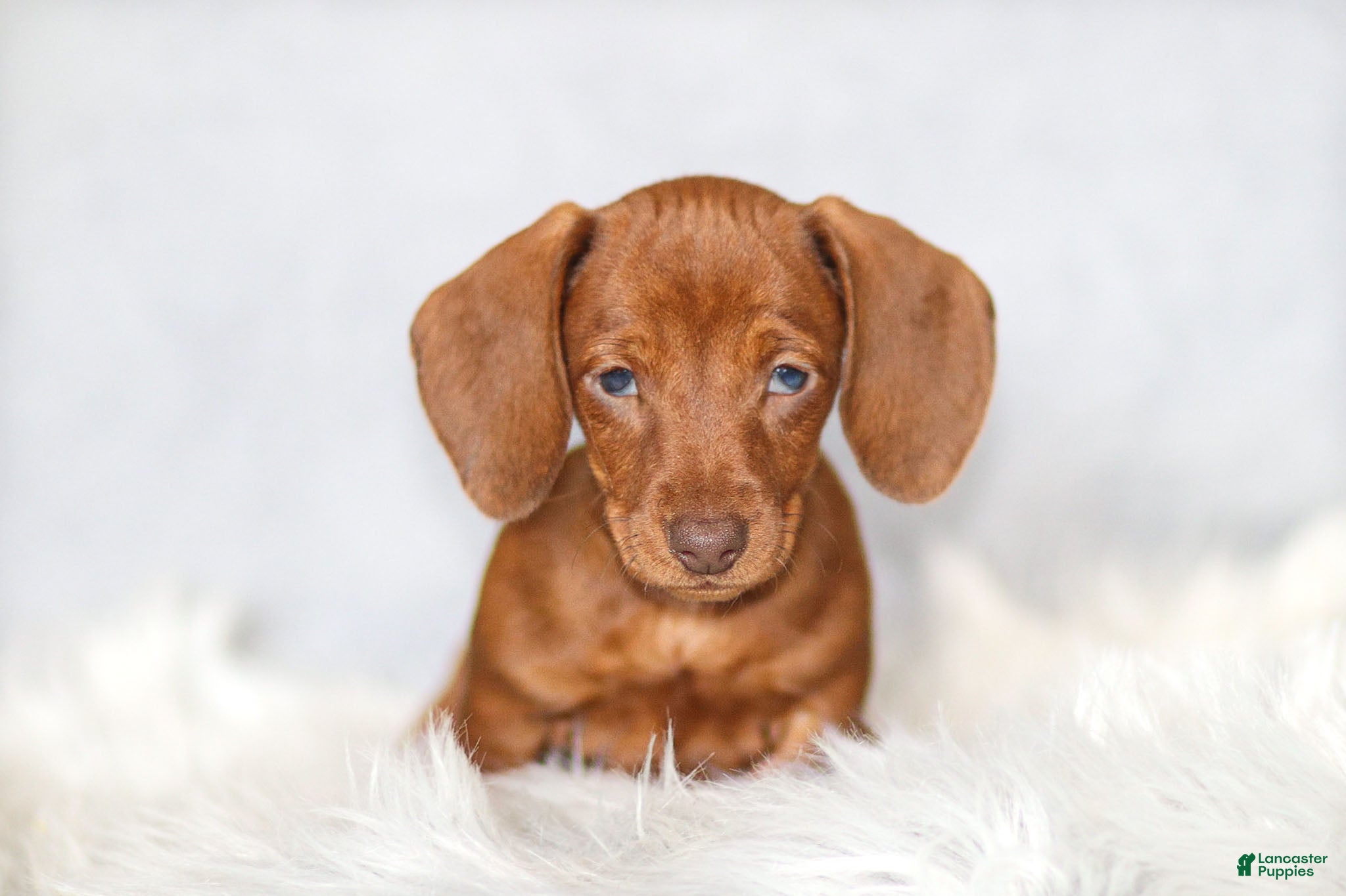 Miniature Dachshund dogs Willow - Ad 41