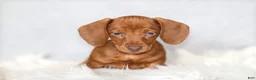 Miniature Dachshund dogs for sale: Willow - Ad 1