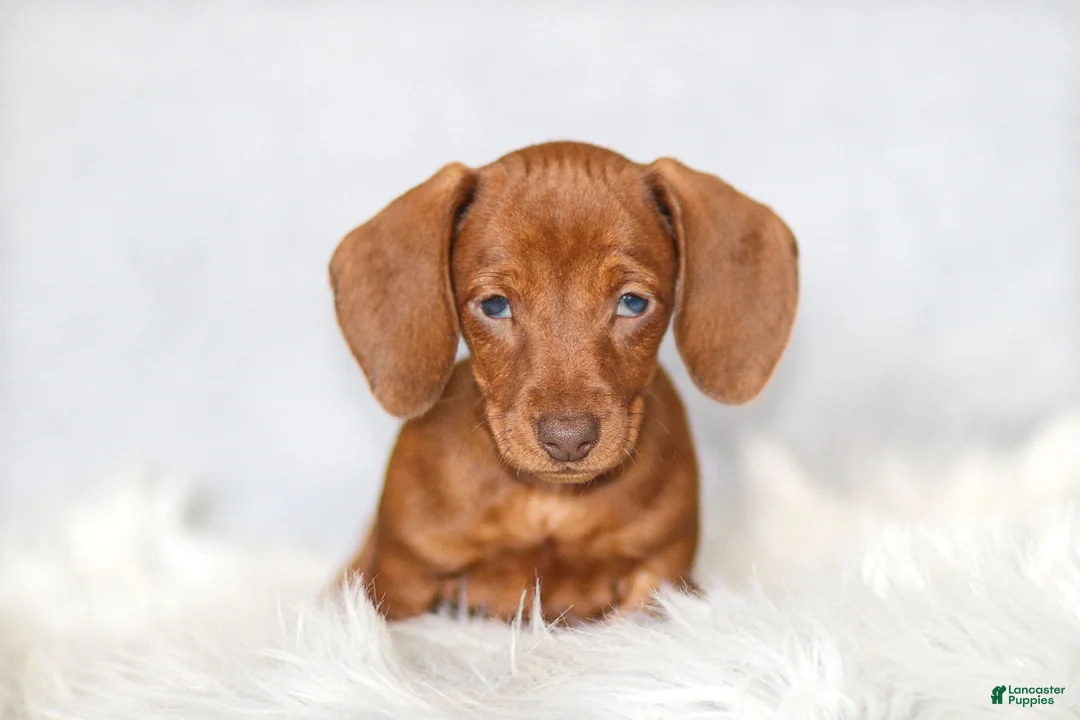 Miniature Dachshund dogs for sale: Willow - Ad 1