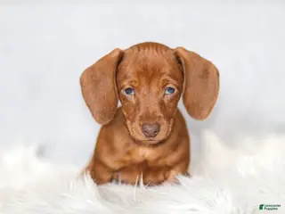 Miniature Dachshund dogs Willow - Ad 41