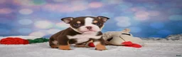 English Bulldog dogs for sale: Claire - Ad 3