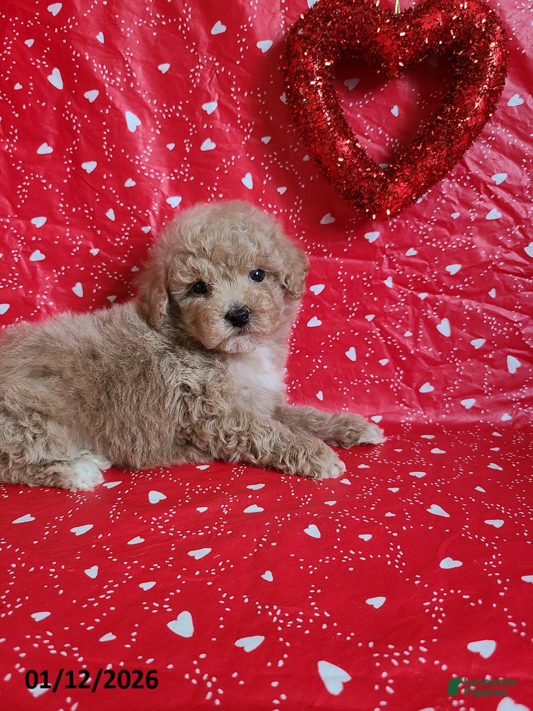 Bichpoo dogs for sale: Doll Face - Ad 10