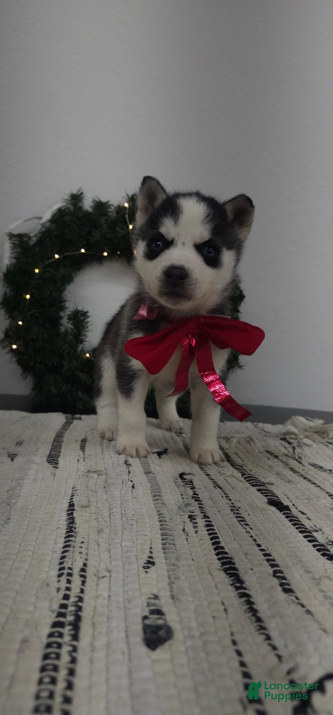 Siberian Husky dogs for sale: Loki - Ad 2