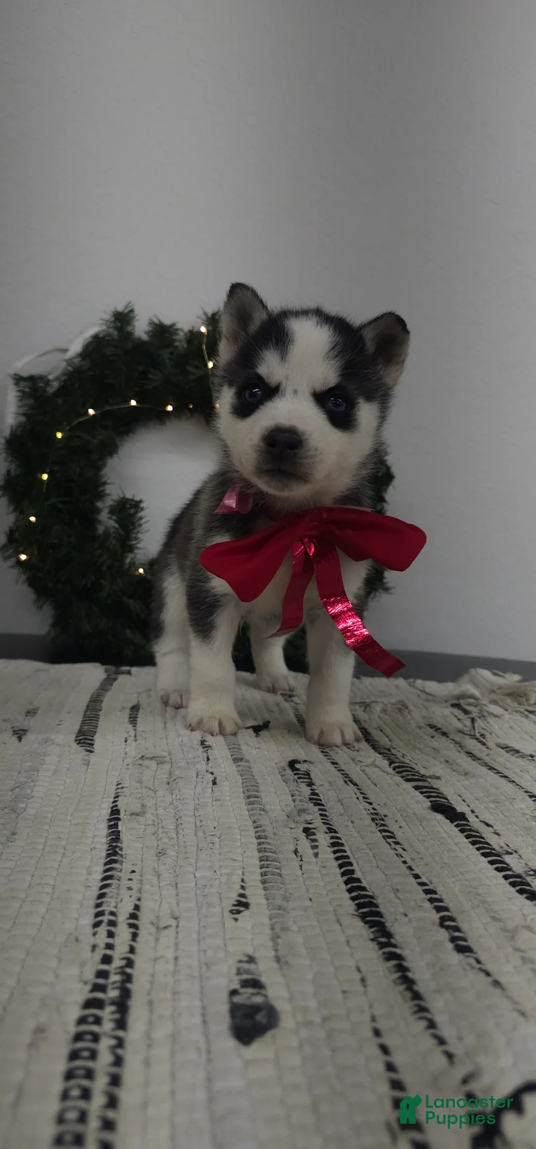 Siberian Husky dogs for sale: Loki - Ad 2