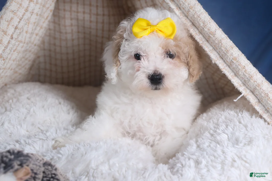 Bichpoo dogs for sale: Snowflake - Ad 8