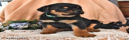 Rottweiler dogs for sale: Rex - Ad 2