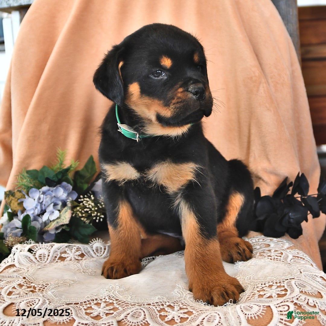 Rottweiler dogs for sale: Rex - Ad 2