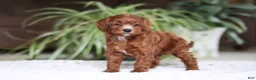 Cavapoo dogs for sale: Chloe - Ad 3