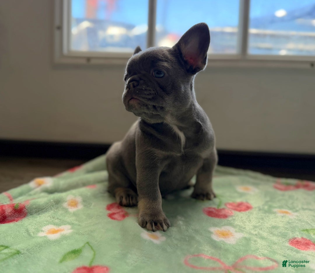 French Bulldog dogs for sale: French Bulldog Puppy 1 - Ad 2