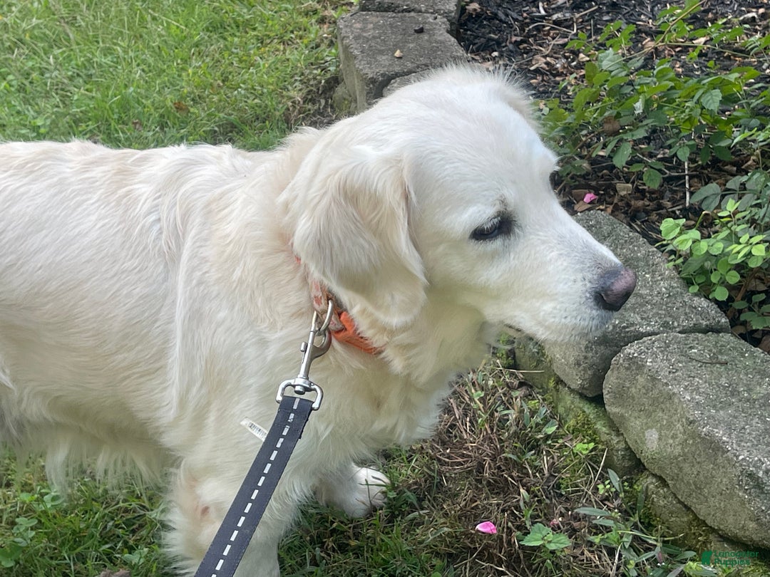 Golden Retriever dogs for sale: Samson - Ad 10