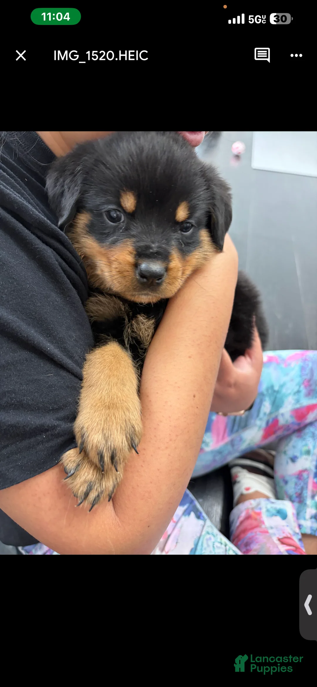Rottweiler dogs for sale: Rottweiler Puppy 3 - Ad 1