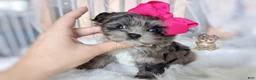 Morkie dogs for sale: Te Fiti - Ad 7