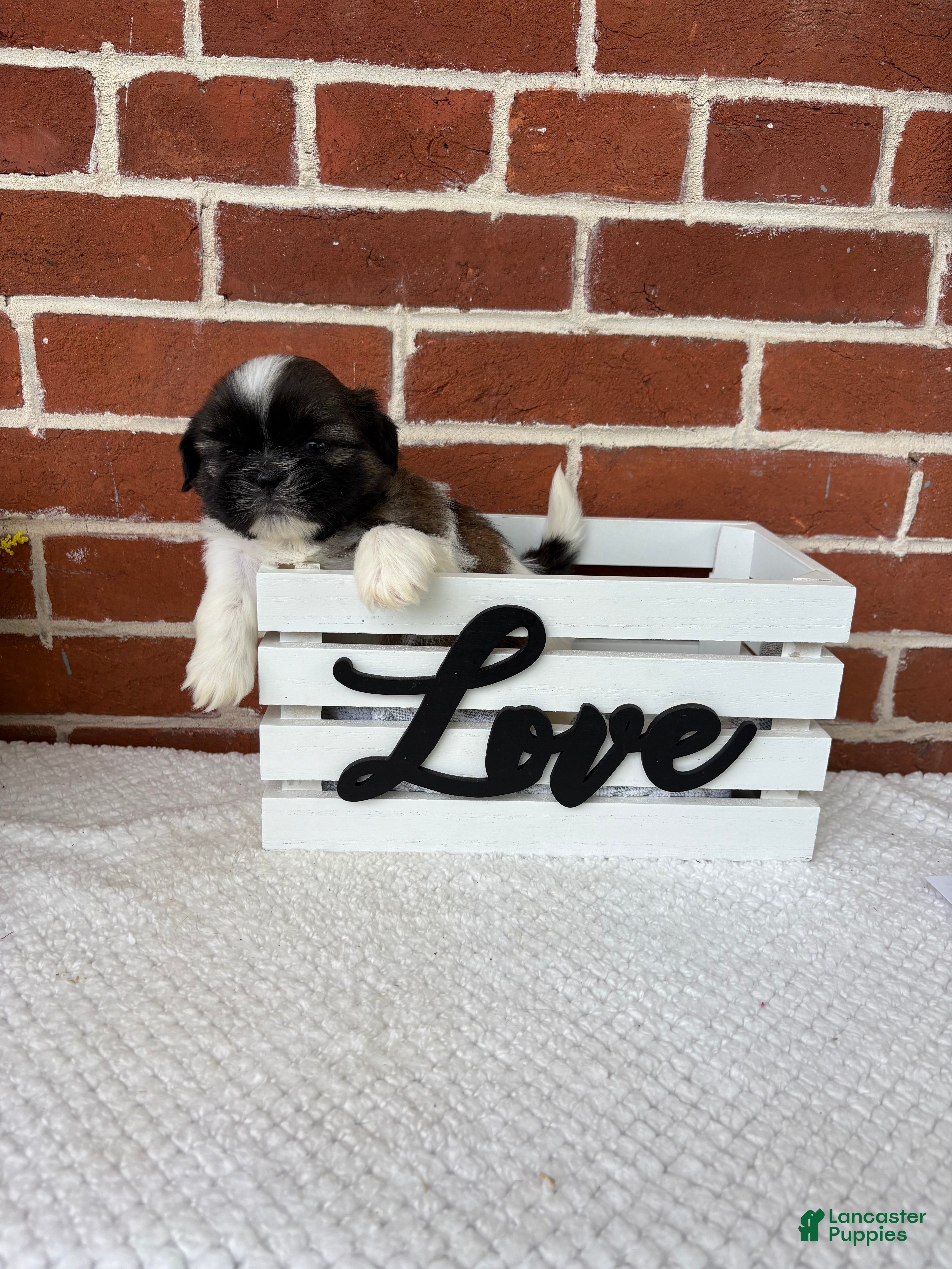 Shih Tzu dogs Linus - Ad 1