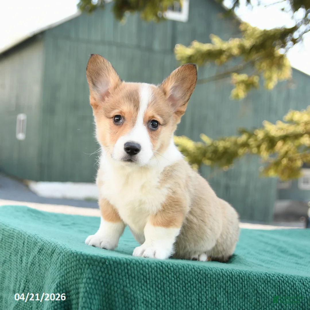 Welsh Corgi Pembroke dogs for sale: Sheriff - Ad 2