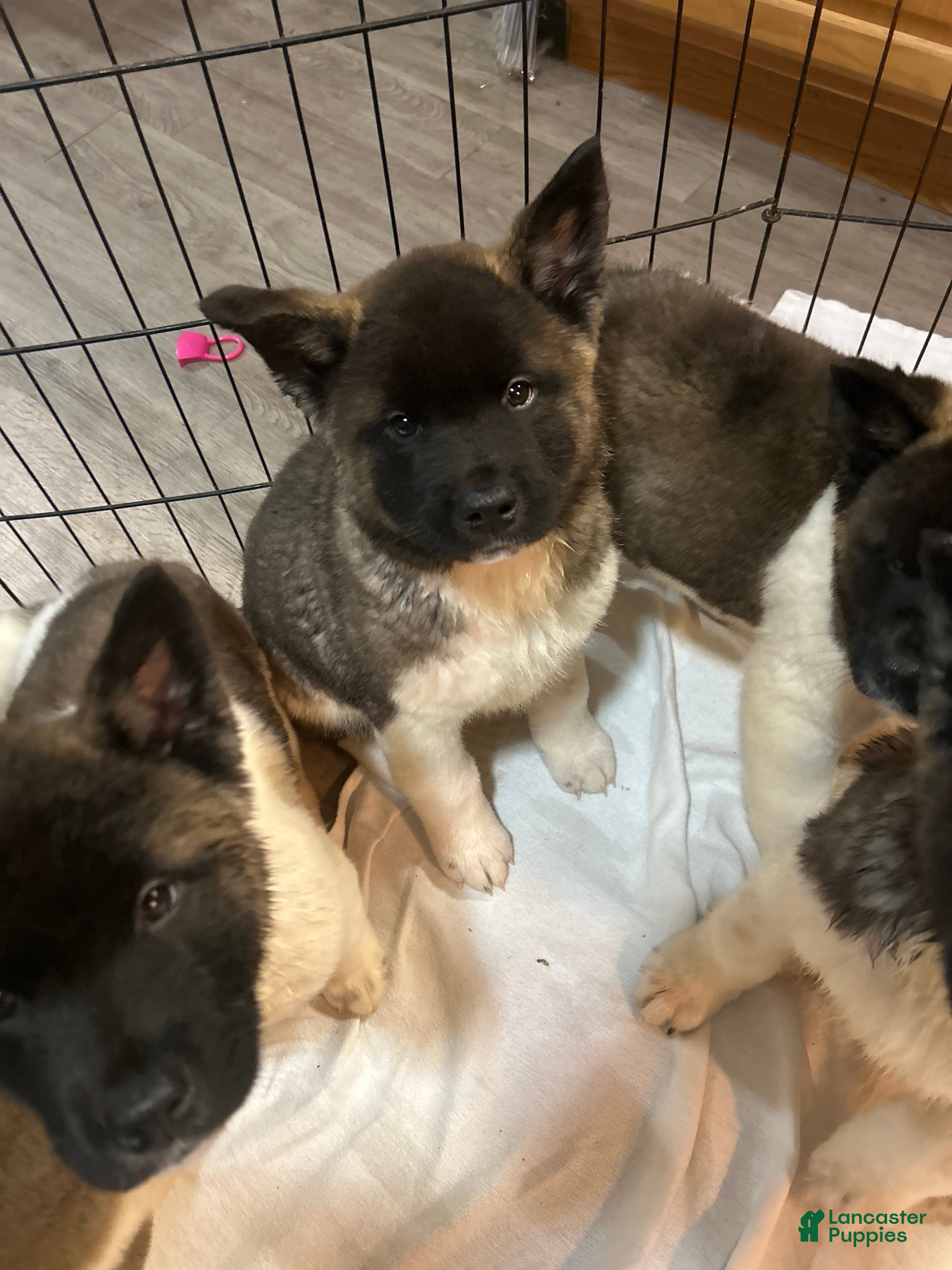 Akita dogs Akita Puppy 4 - Ad 5