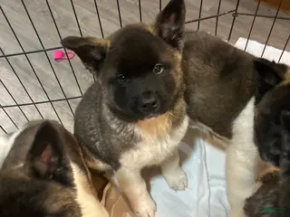 Akita dogs Akita Puppy 4 - Ad 13