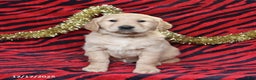 Golden Retriever dogs for sale: Rascal - Ad 1