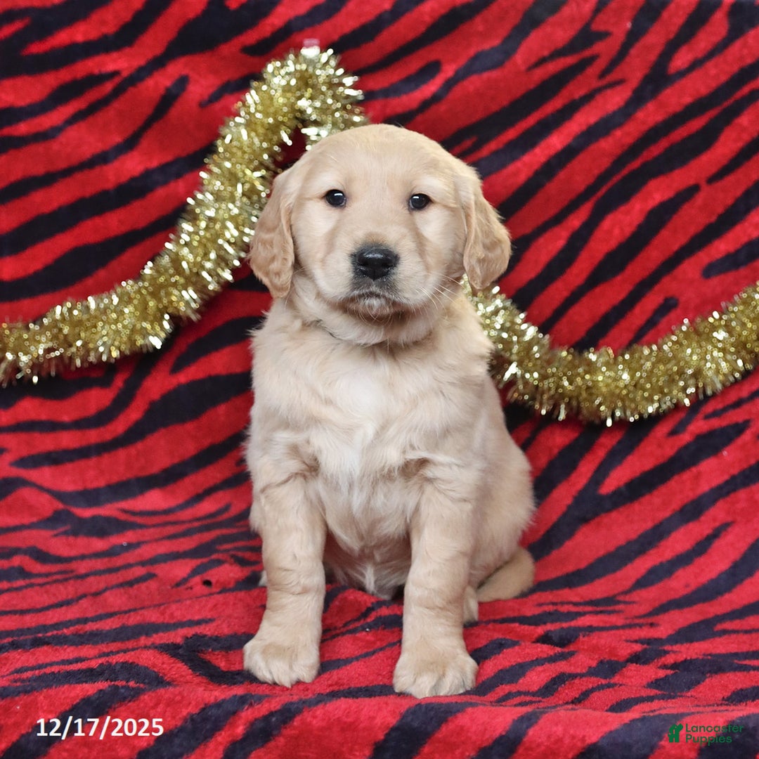 Golden Retriever dogs for sale: Rascal - Ad 1