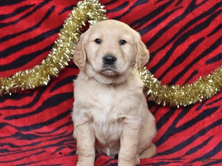 Golden Retriever dogs Rascal - Ad 24