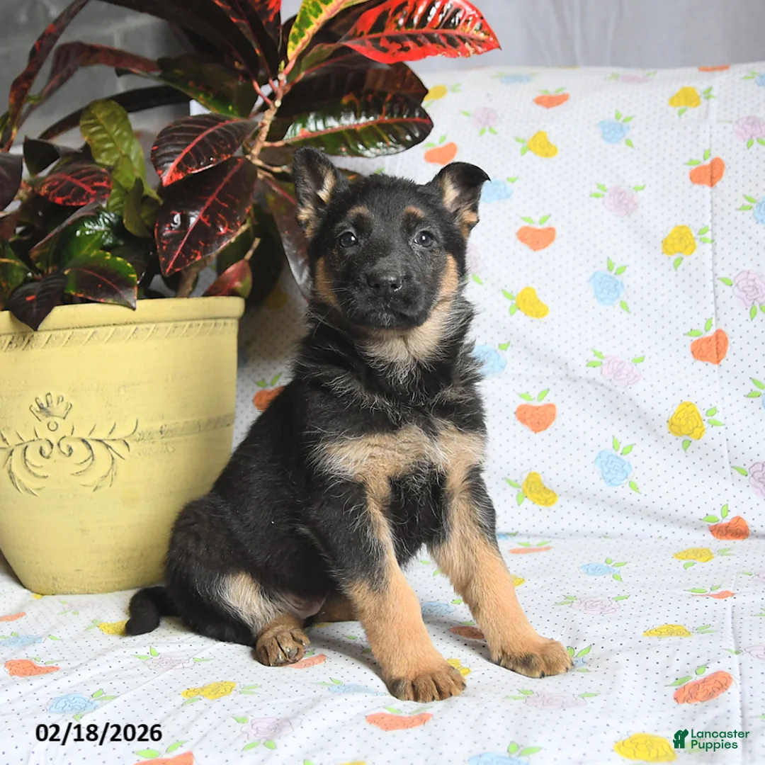 German Shepherd dogs for sale: Winter - Ad 3