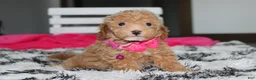 Bichpoo dogs for sale: Kalila  - Ad 4