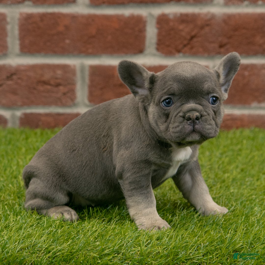 French Bulldog dogs for sale: Bella - Ad 3