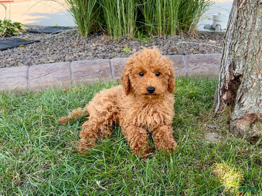Cockapoo dogs for sale: Terry - Ad 9