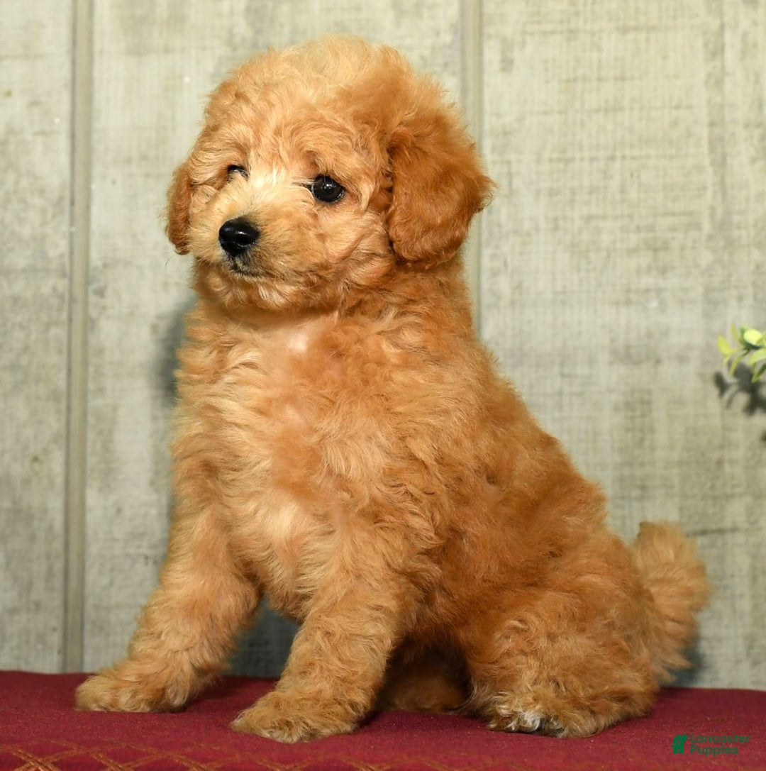 Eskipoo dogs for sale: Lilly - Ad 10
