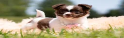 Chihuahua dogs for sale: Sparklebean - Ad 5