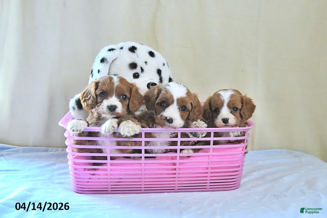 Cavapoo dogs for sale: Atlas - Ad 5