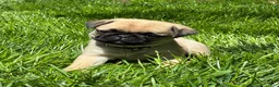 Pug dogs for sale: Mai - Ad 7