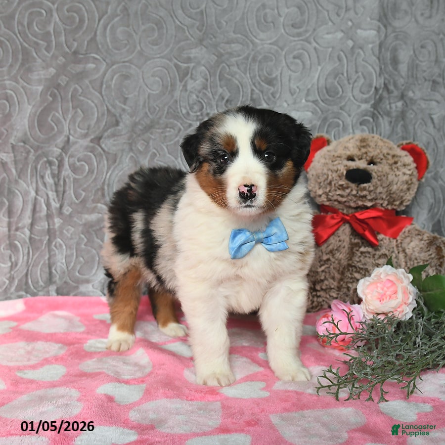 Australian Shepherd dogs Koda - Ad 40