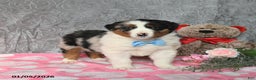 Australian Shepherd dogs for sale: Koda - Ad 1