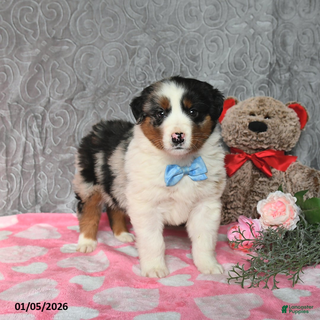 Australian Shepherd dogs for sale: Koda - Ad 1