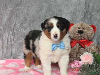 Australian Shepherd dogs Koda - Ad 40
