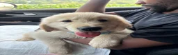 Golden Retriever dogs for sale: Golden Retriever 1 - Ad 4