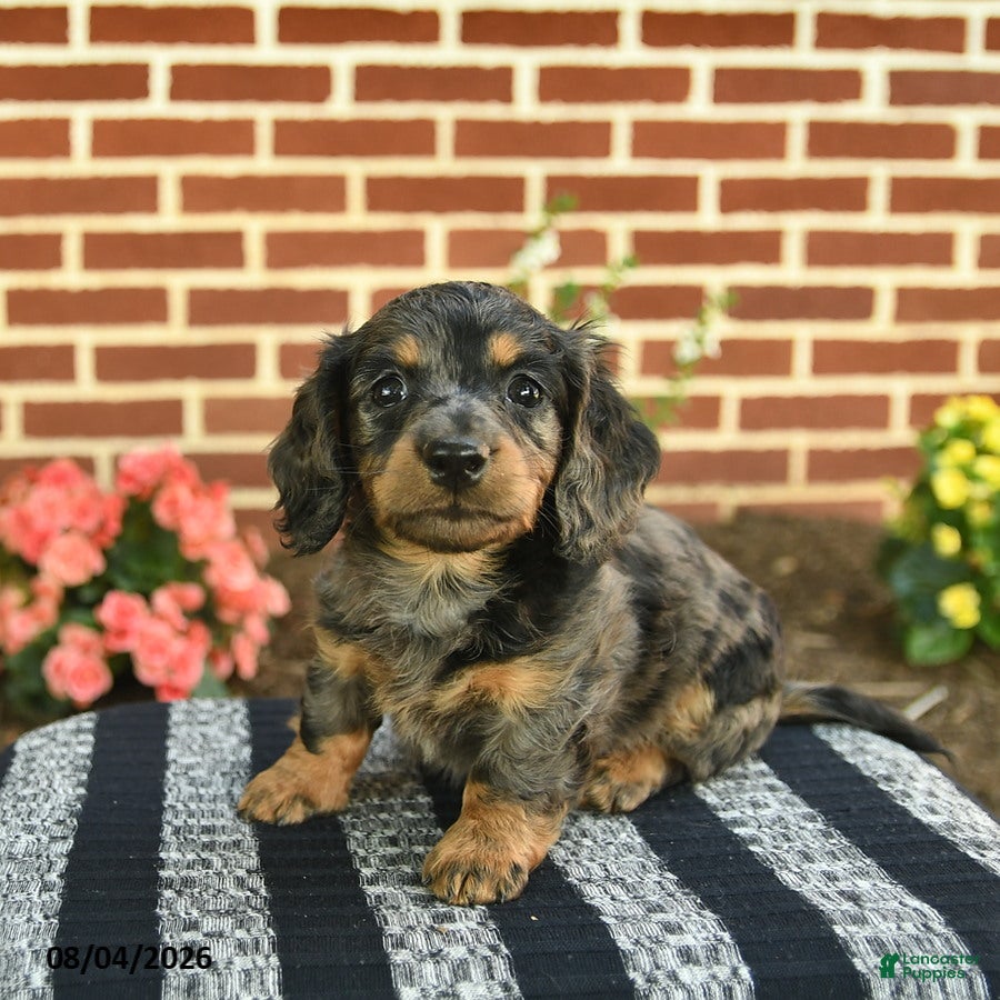 Miniature Dachshund dogs Flint  - Ad 1