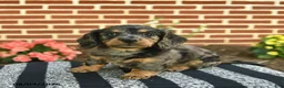 Miniature Dachshund dogs for sale: Flint  - Ad 1