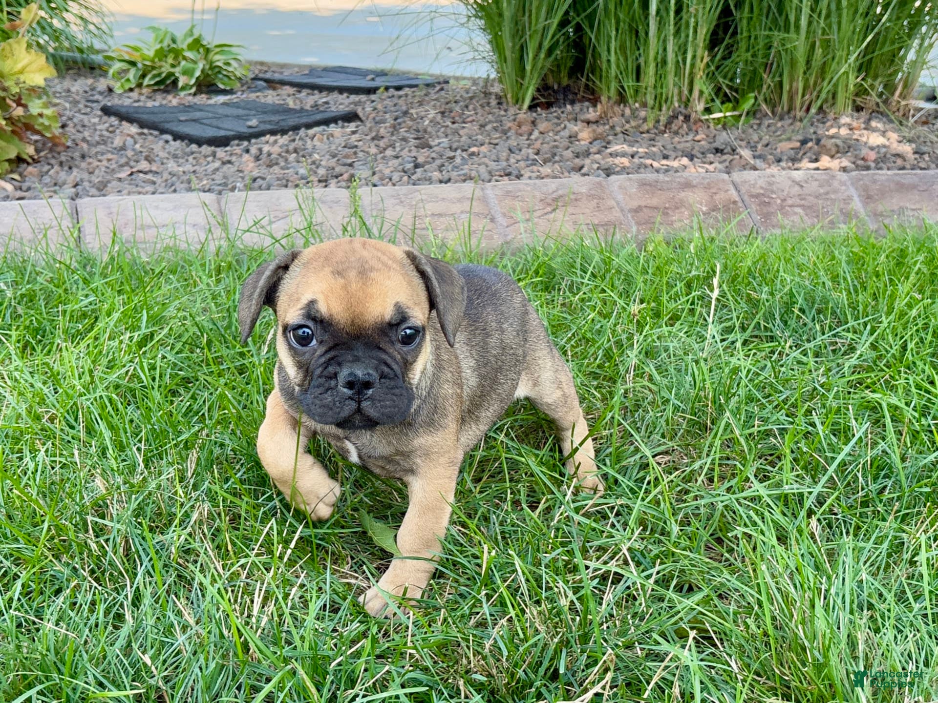 French Bulldog dogs Candice - Ad 35