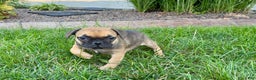 French Bulldog dogs for sale: Candice - Ad 1