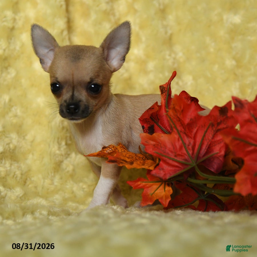 Chihuahua dogs Pippin Teacup - Ad 2