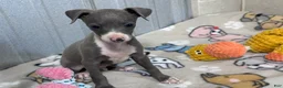 Italian Greyhound dogs for sale: Buzz - Ad 9