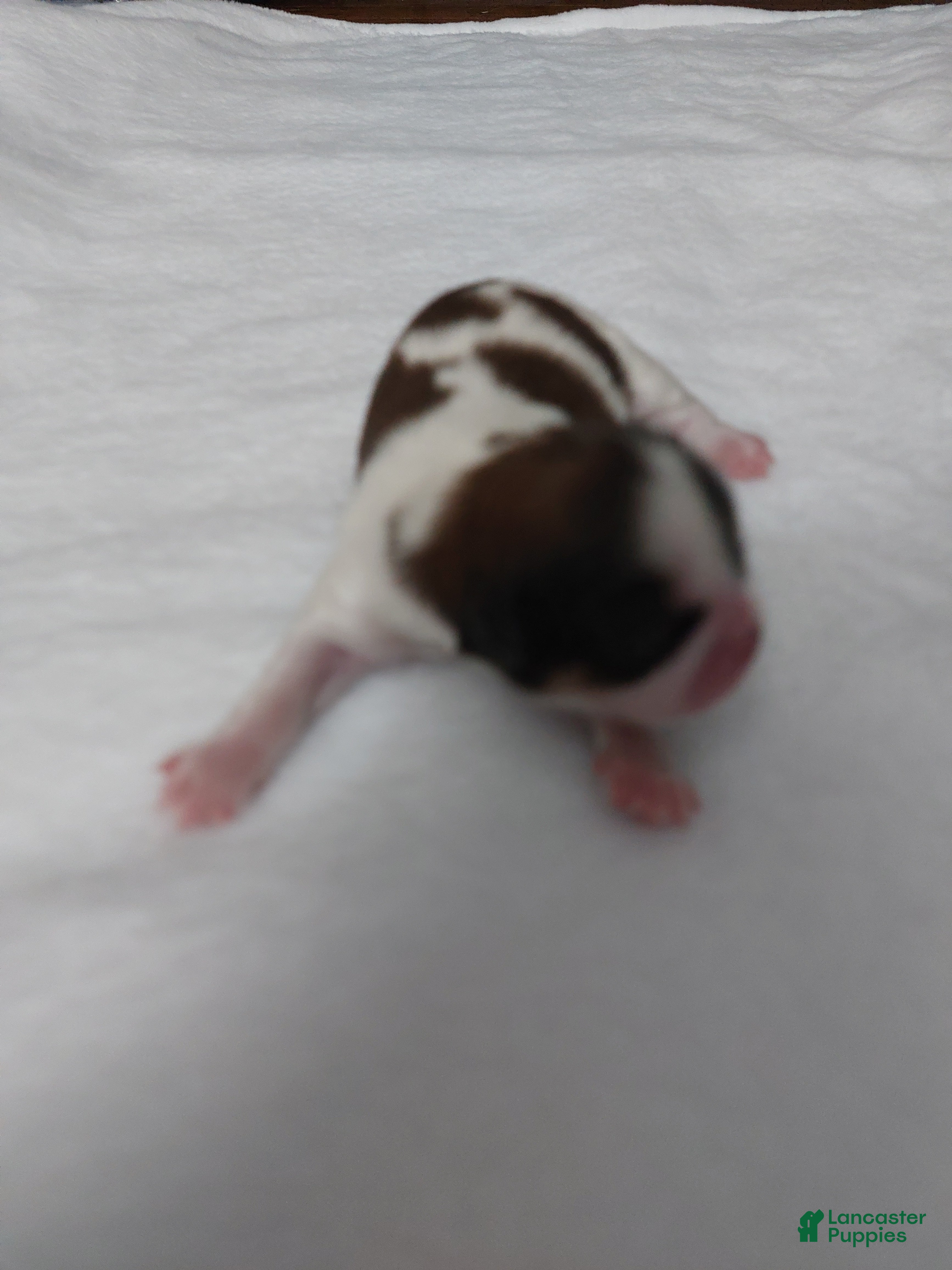 Shih Tzu dogs Puff - Ad 24