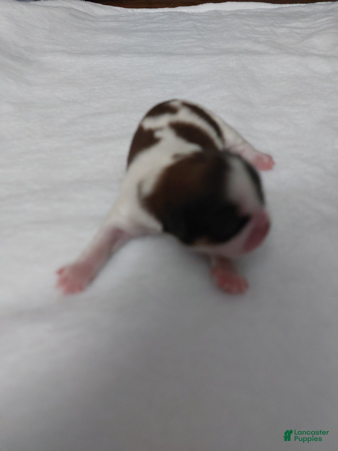 Shih Tzu dogs for sale: Puff - Ad 1