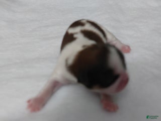 Shih Tzu dogs Puff - Ad 19